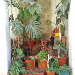 Creating gardens on the streets of Lisbon