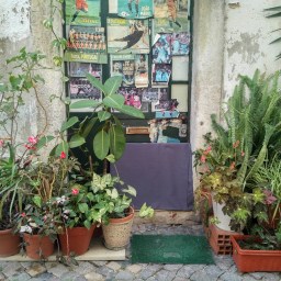 The potted street gardens of Alfama
